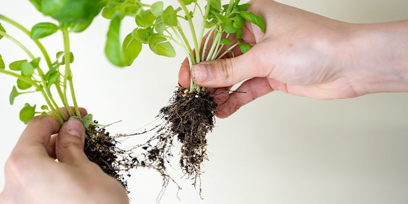Récoltez, Triez Et Lavez Vos Herbes