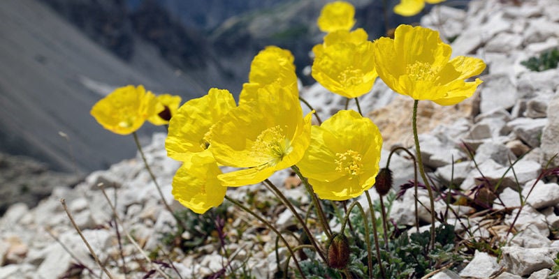 Pavot Des Alpes (Papaver Alpinum)