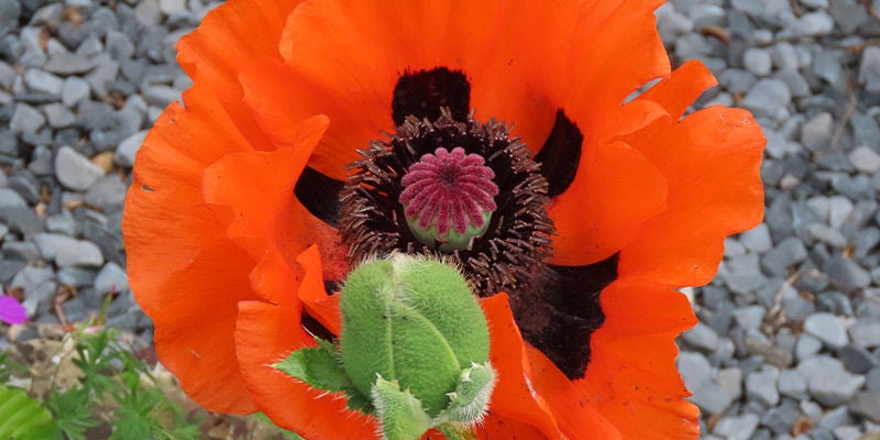 Pavot À Bractées (Papaver Bracteatum)