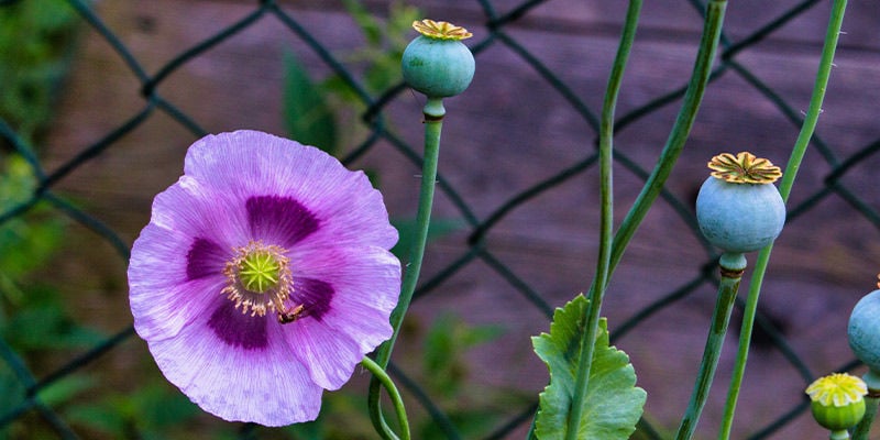 Pavot Somnifère (Papaver Somniferum)