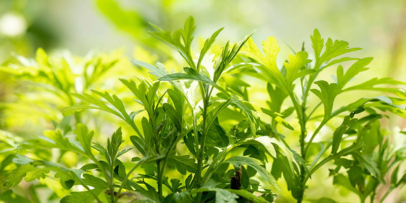 Ce Que Sont Les Herbes À Rêves