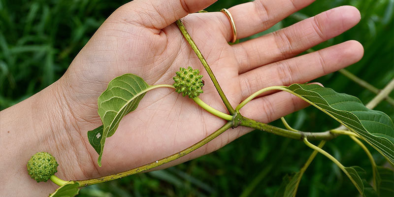 Histoire Du Kratom