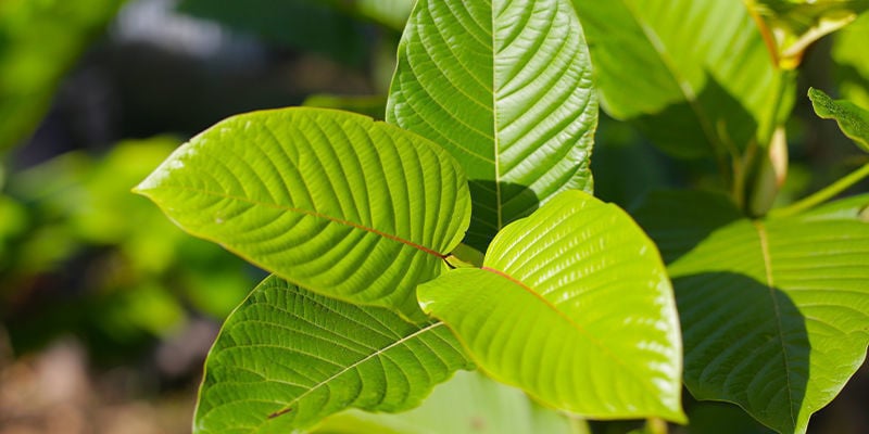 Apprenez à connaître Mitragyna speciosa