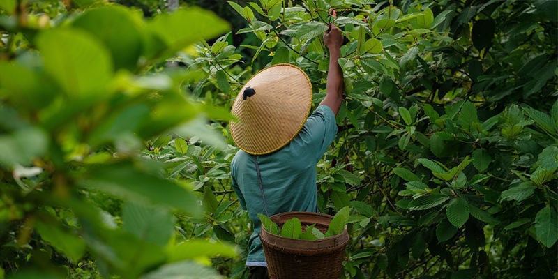 Histoire du kratom
