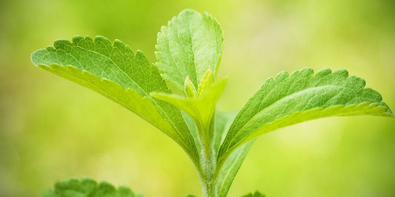 Stévia : Un Ajout Intéressant À Votre Jardin Et À Votre Régime Alimentaire