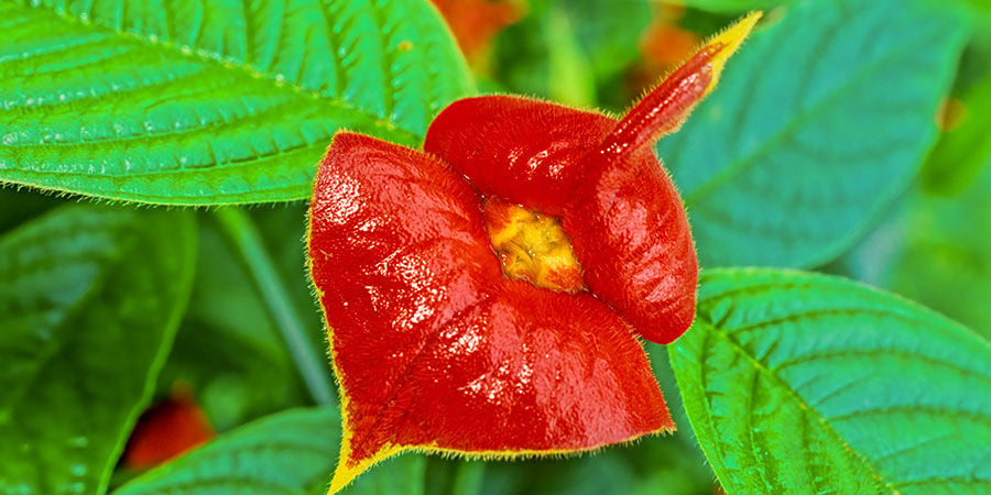 Plante À Bisous/ Lèvres Chaudes / Psychotria Elata