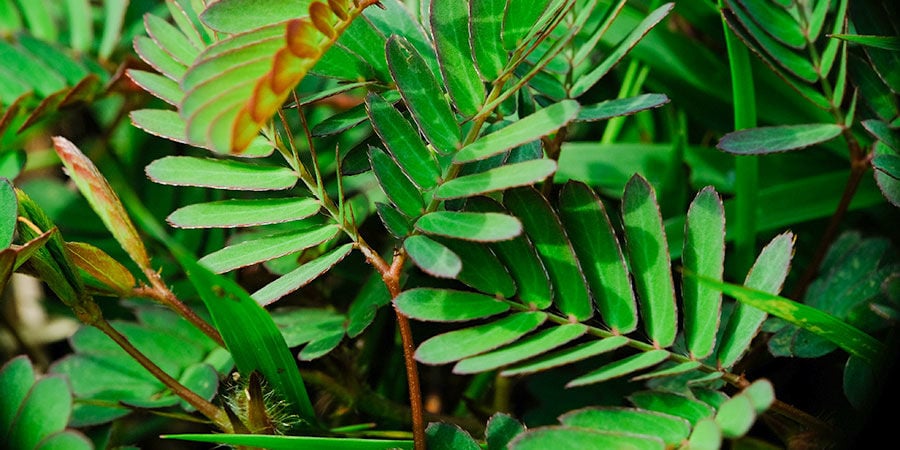 Concentrez-vous Sur Le Vaporisateur D'eau Vert Vif Et La Plante D