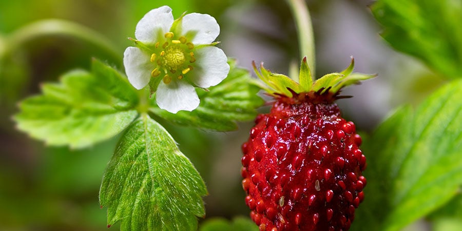 Fraisier Des Bois