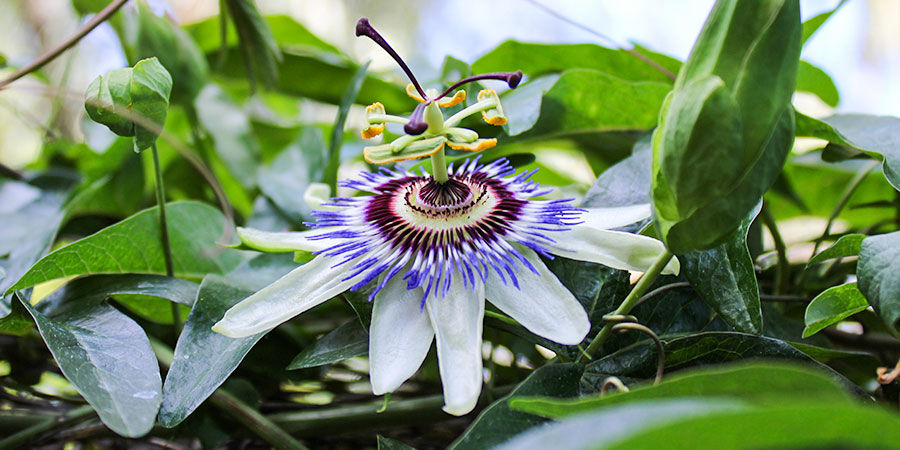 Tisane à La Plante Passiflora Caerulea