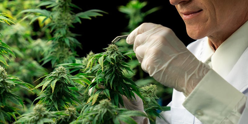 Comment Traiter Le HpLV Dans Les Plants De Cannabis