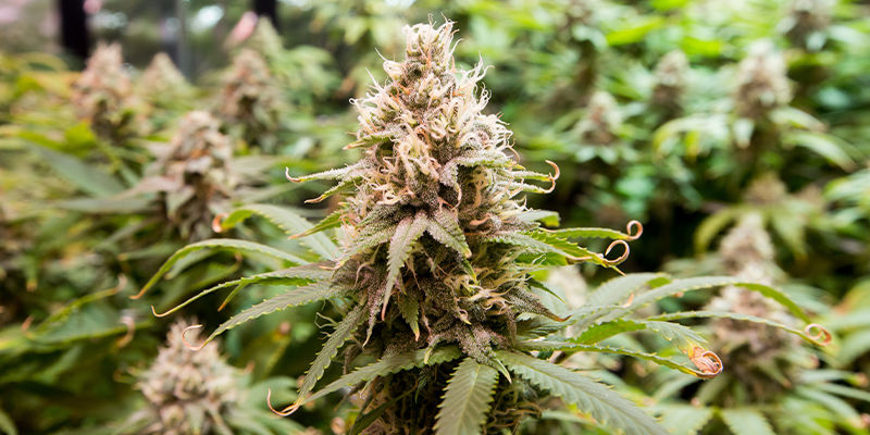 Que Sont Les Tétraploïdes Dans Le Cannabis ?
