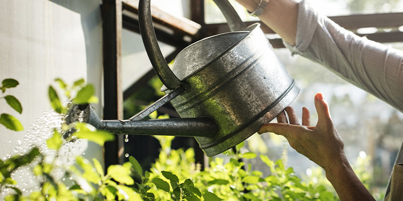 Prendre soin de vos plantes