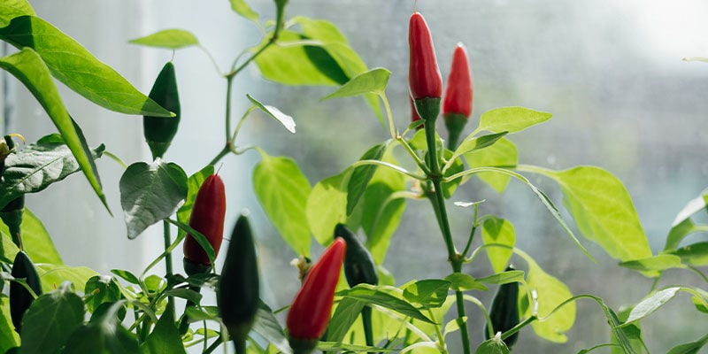 Piments D’ornements