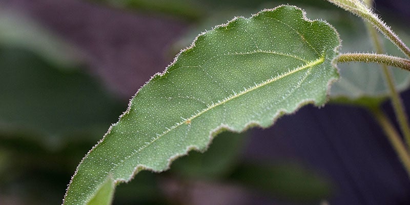 Eucalyptus Citronné