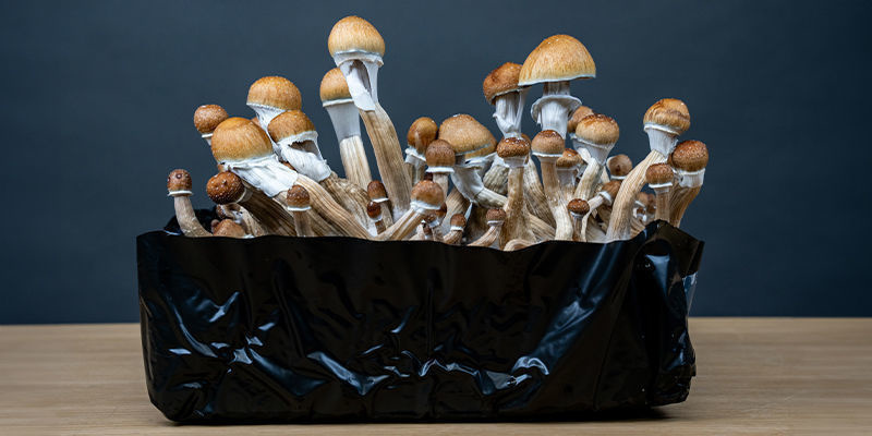 Profiter au maximum du mycélium avec un monotub
