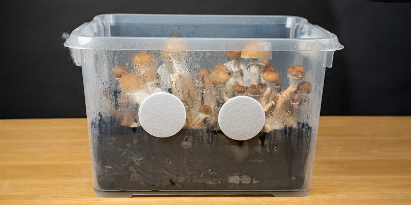 Qu’est-ce qu’un monotub ?