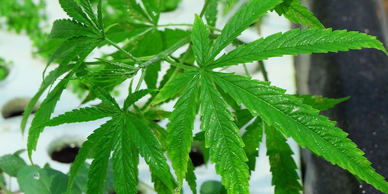 Quel est le meilleur système hydroponique pour le cannabis ?