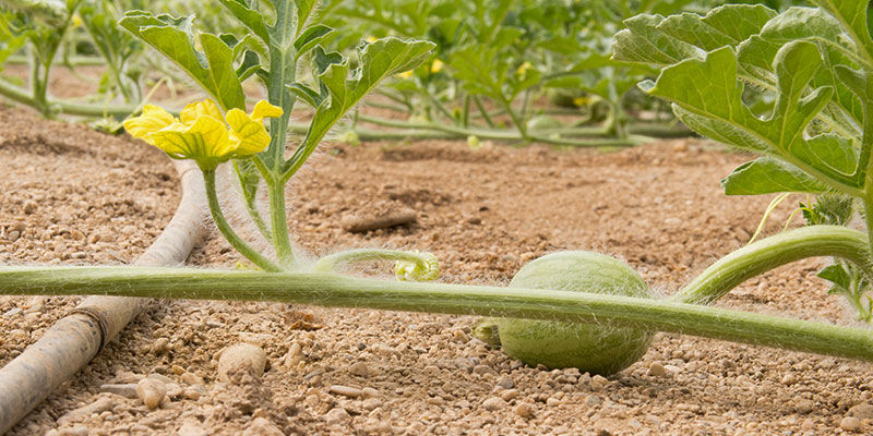 Prendre soin de vos plants de melon