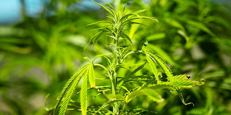 Quelles sont les causes courantes de l’enroulement des feuilles de cannabis ?