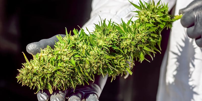 Les plants de cannabis records