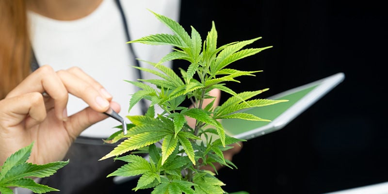 Quel sera le prochain record battu par l’industrie du cannabis ?