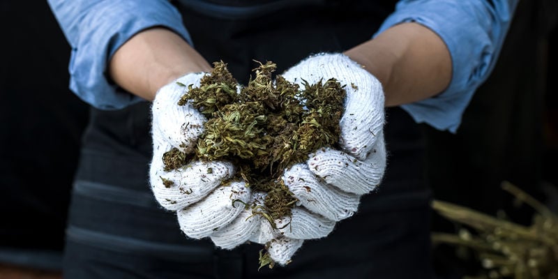 Combien de temps faut-il pour sécher votre cannabis ?