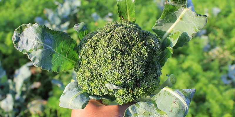 Brocoli