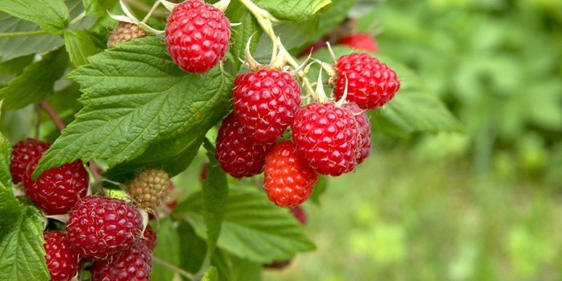 Framboises