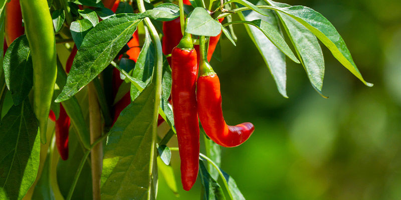 Piment/poivron