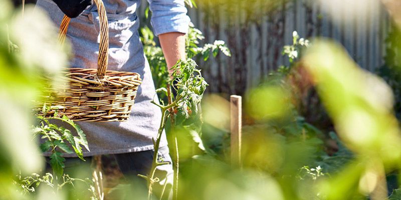 Pourquoi Faire Pousser Des Fruits Et Légumes Dans Un Environnement Chaud ?