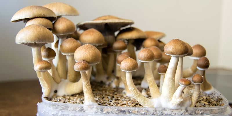 Utilisation des cultures liquides : Des récoltes abondantes de champignons en perspective