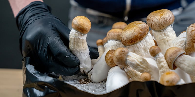 Récoltez vos champignons une fois arrivés à maturité