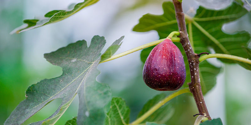 Figues