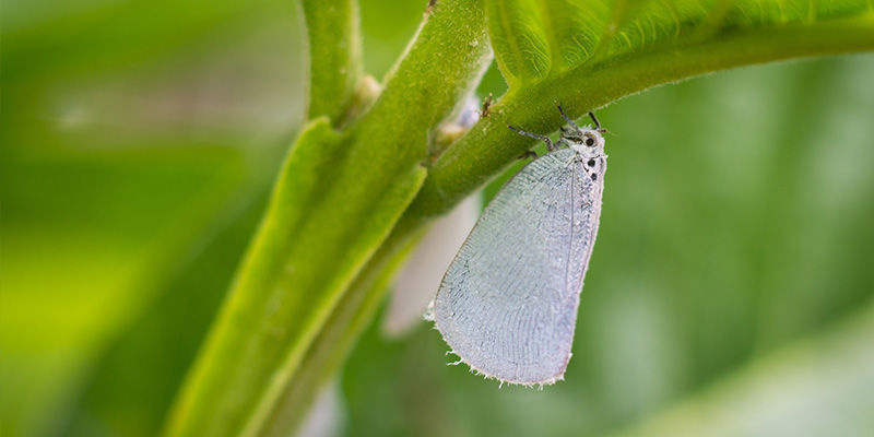 De problèmes potentiels pour vos plantes