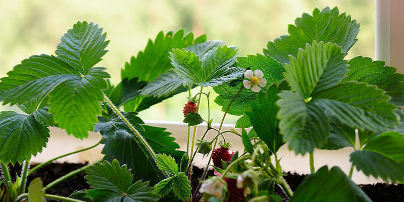 Pourquoi cultiver des fruits en intérieur ?