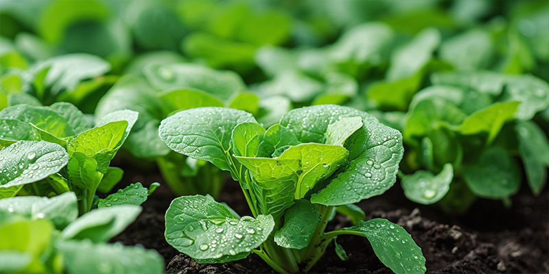 Les légumes-feuilles sont-ils faciles à cultiver ?