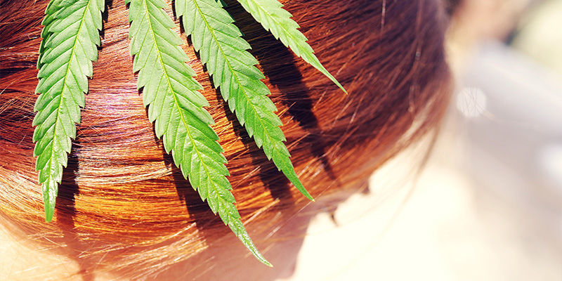 La Consommation De Cannabis Fait-Elle Pousser Ou Chuter Les Cheveux ?