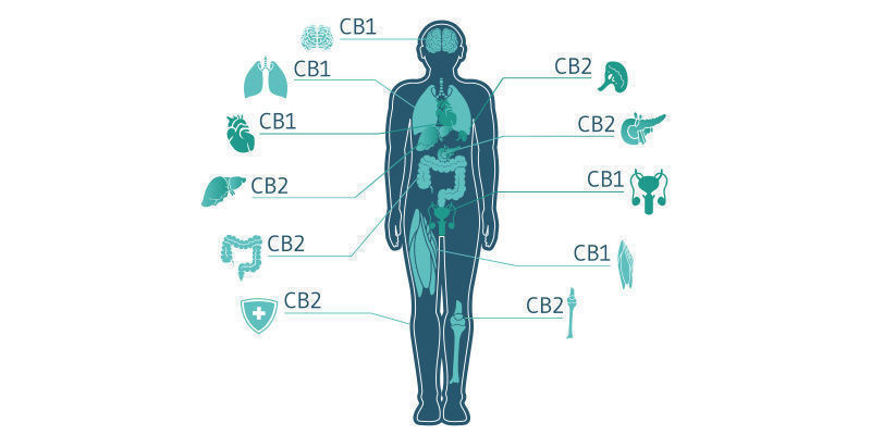 Les Interactions Avec Le Système Endocannabinoïde