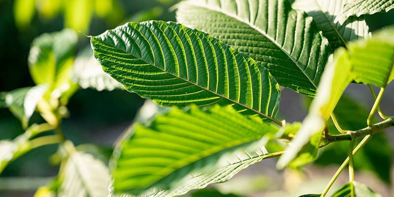 Les Différents Types De Kratom Produisent-Ils Des Effets Différents ?