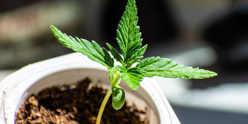 Qu’est-ce Que L’azote Et Pourquoi Les Plantes En Ont Besoin ?