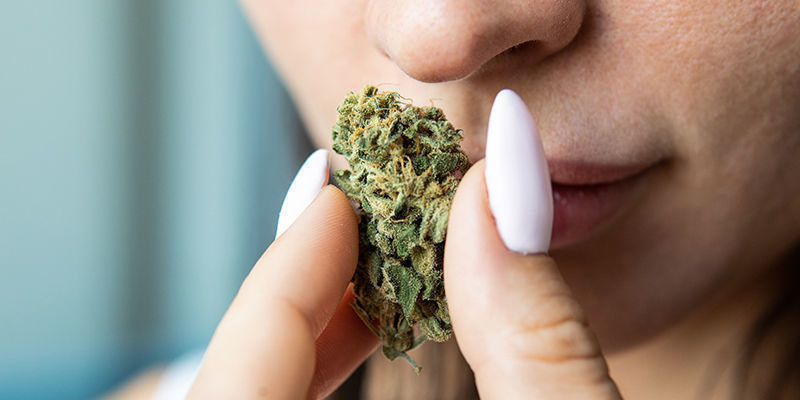 Quelles Sont Les Qualités D’Un Bon Cannabis ?