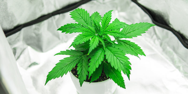 Boîtes De Culture Du Cannabis Tout-En-Un