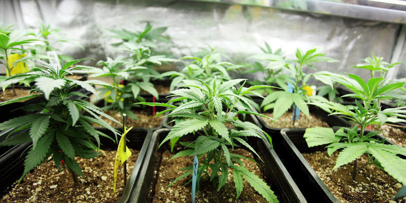 La Naissance D’Une Nouvelle Ère Dans Les Technologies De Culture Du Cannabis