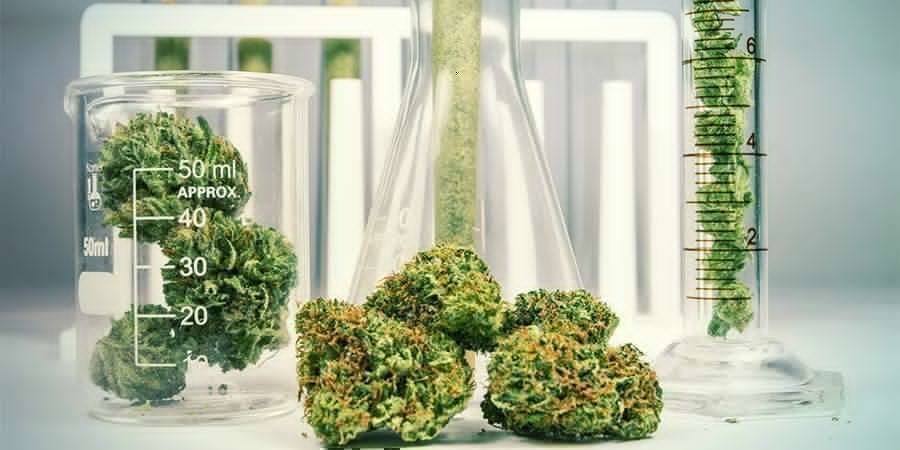 Cannabis : Une Plante Chimiquement Complexe