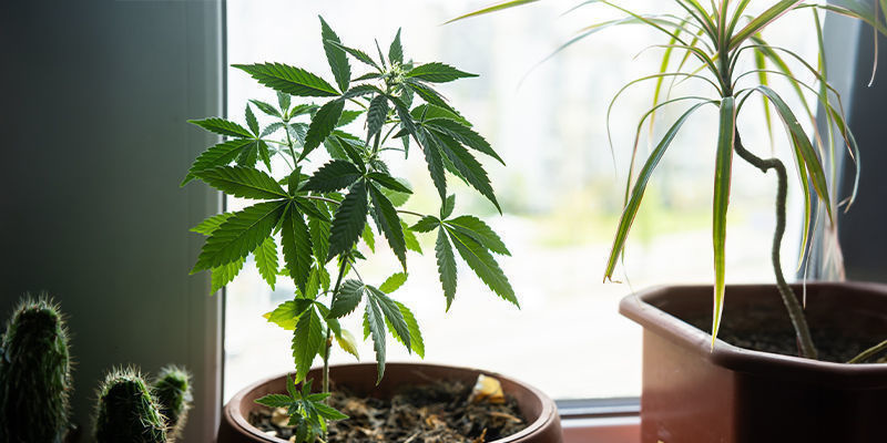 Pourquoi Faire Pousser Du Cannabis Sur Un Rebord De Fenêtre ?