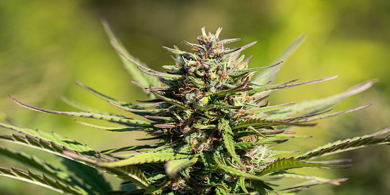 La Créatine Peut-elle Rendre Mes Plants De Cannabis Plus Beaux ?
