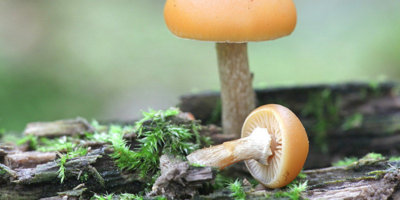 Galerina Marginata
