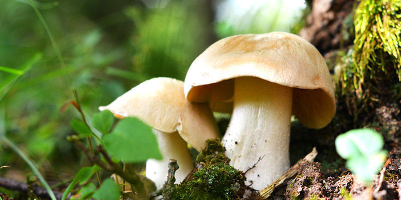 Entoloma Livide