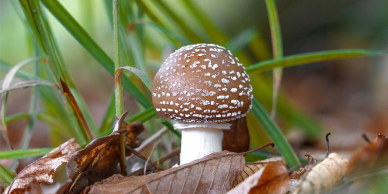Amanite Panthère