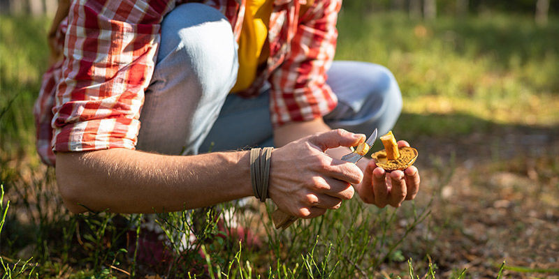 Cueillette De Champignons Dans La Nature : Soyez Prudent